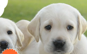 日本盲導犬協会のイメージ画像